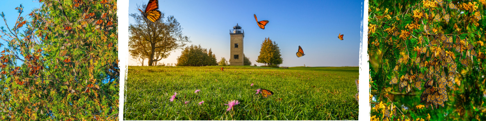 Beautiful photos of the butterflies